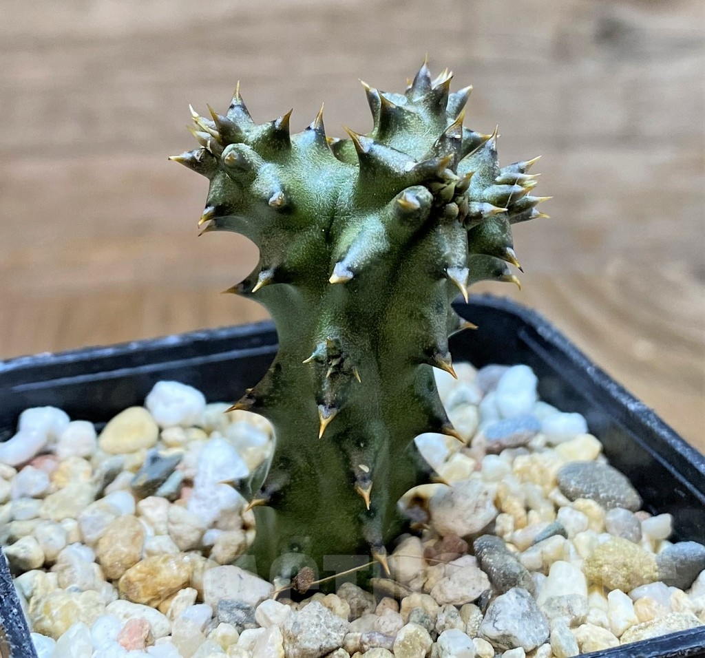 SH8415 Edithcolea grandis