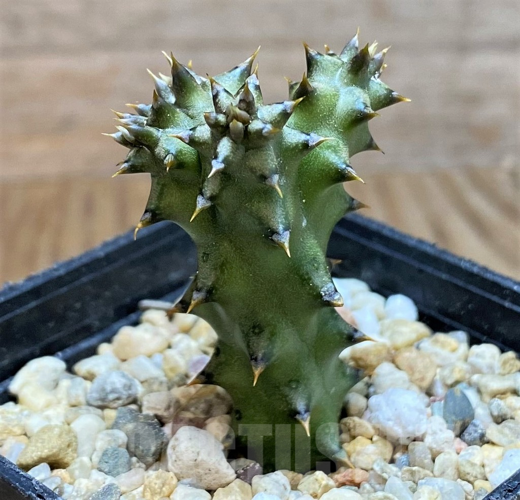 SH8415 Edithcolea grandis - Image 2