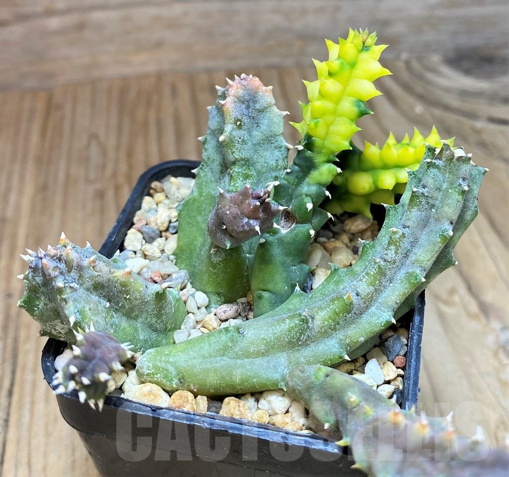 SH8416 Huernia zebrina f. variegata - Image 2