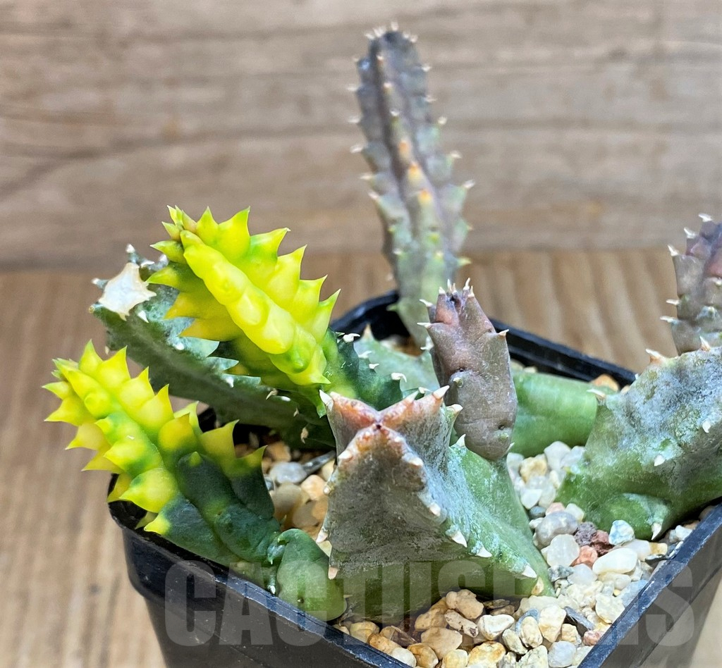 SH8416 Huernia zebrina f. variegata