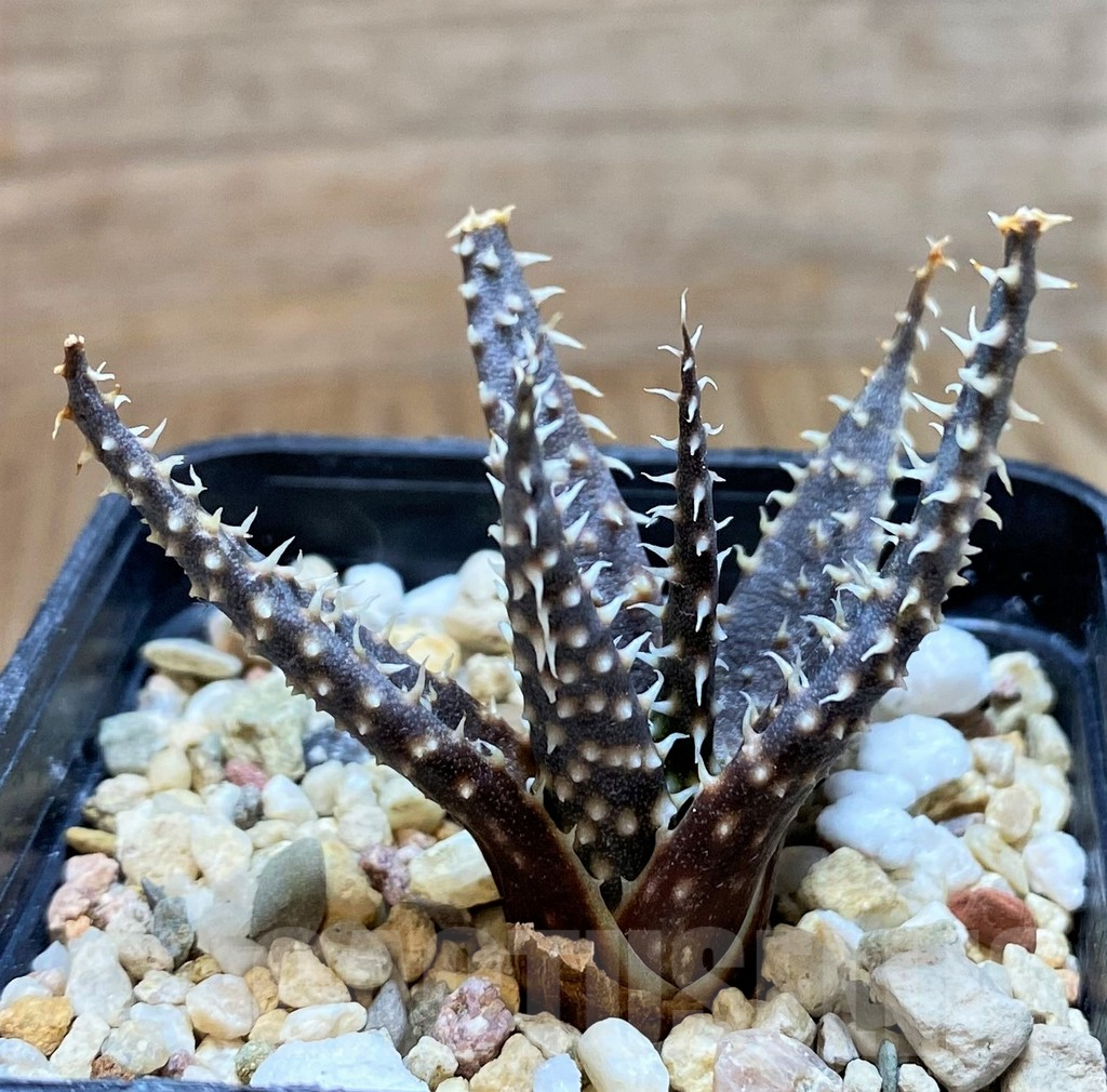 SH8417 Aloe florenceae - Image 2