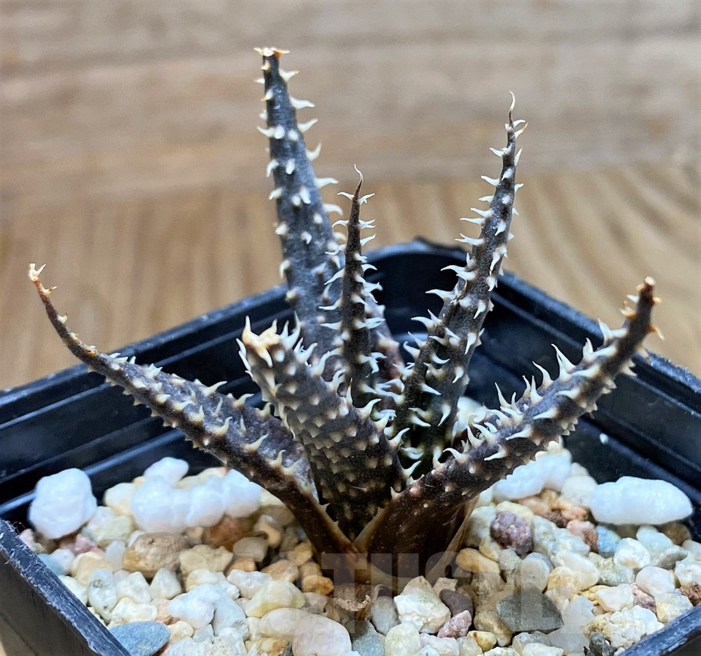 SH8417 Aloe florenceae