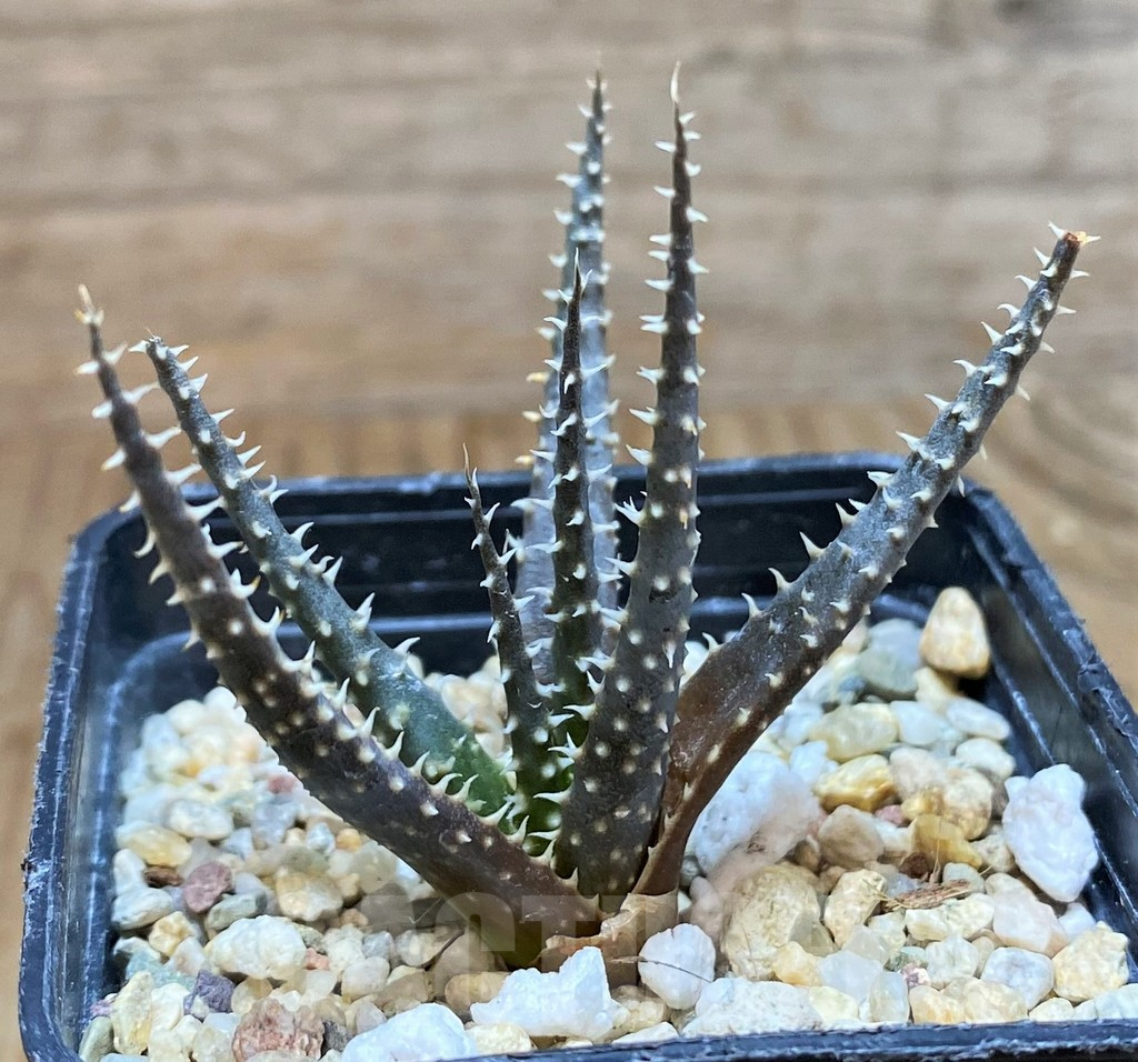 SH8418 Aloe florenceae
