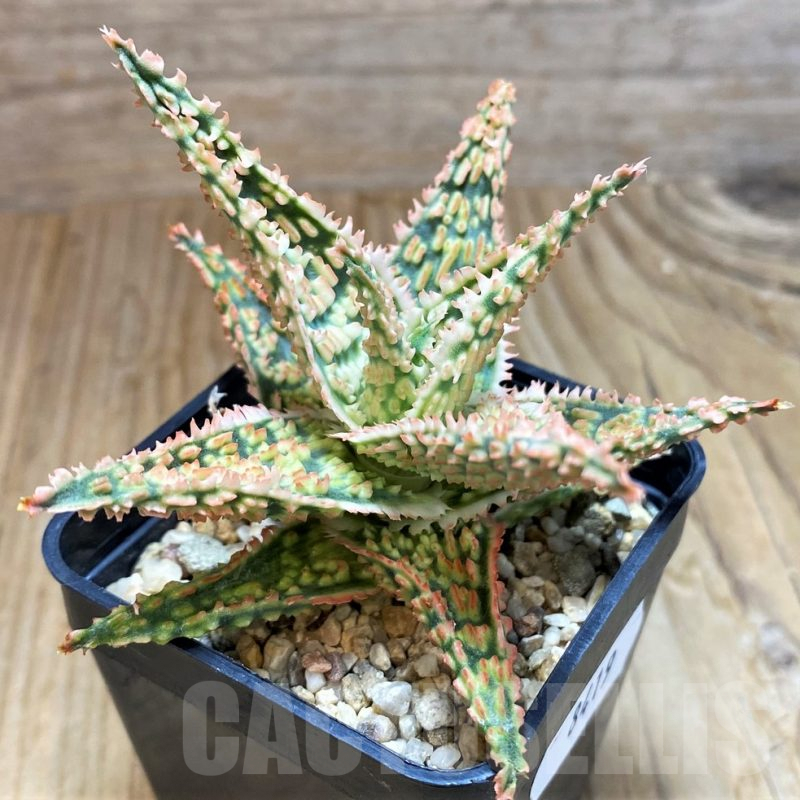 SH8419 Aloe TCT hybrid