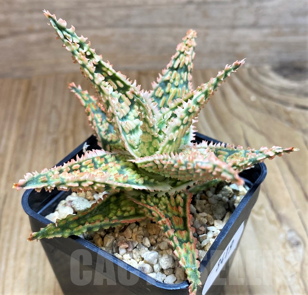 SH8419 Aloe TCT hybrid