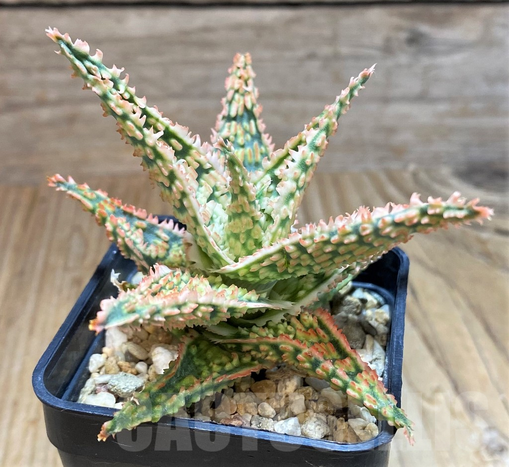 SH8419 Aloe TCT hybrid - immagine 2