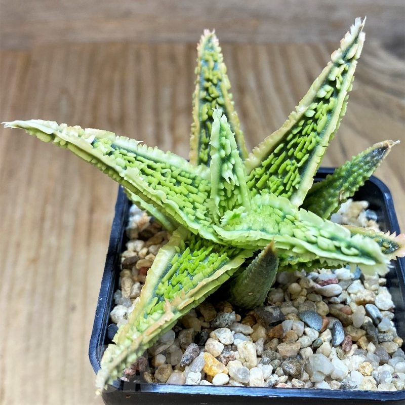 SH8420 Aloe TCT hybrid