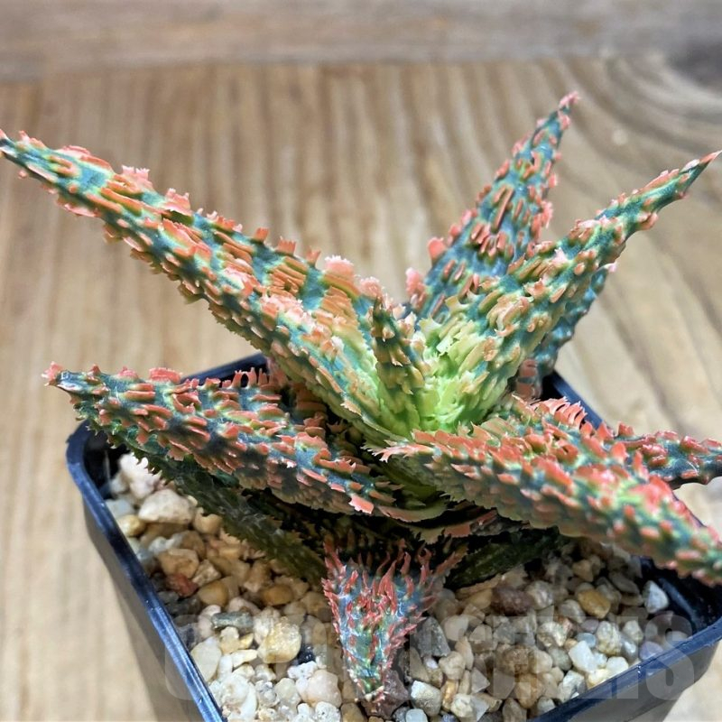 SH8421 Aloe TCT hybrid