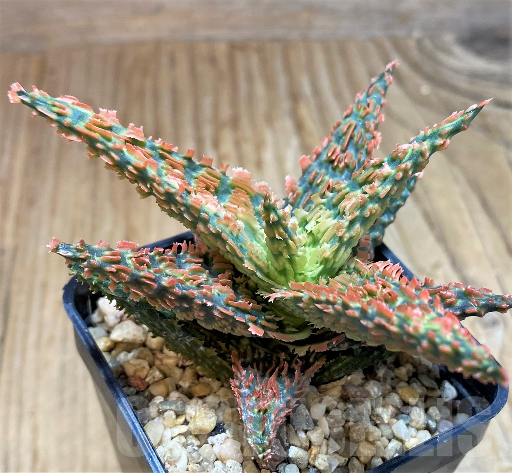 SH8421 Aloe TCT hybrid