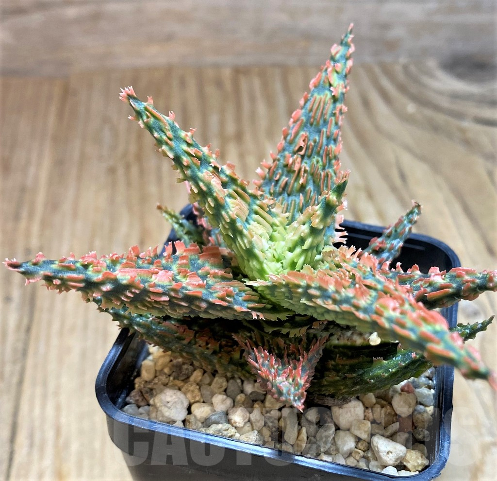 SH8421 Aloe TCT hybrid - immagine 2