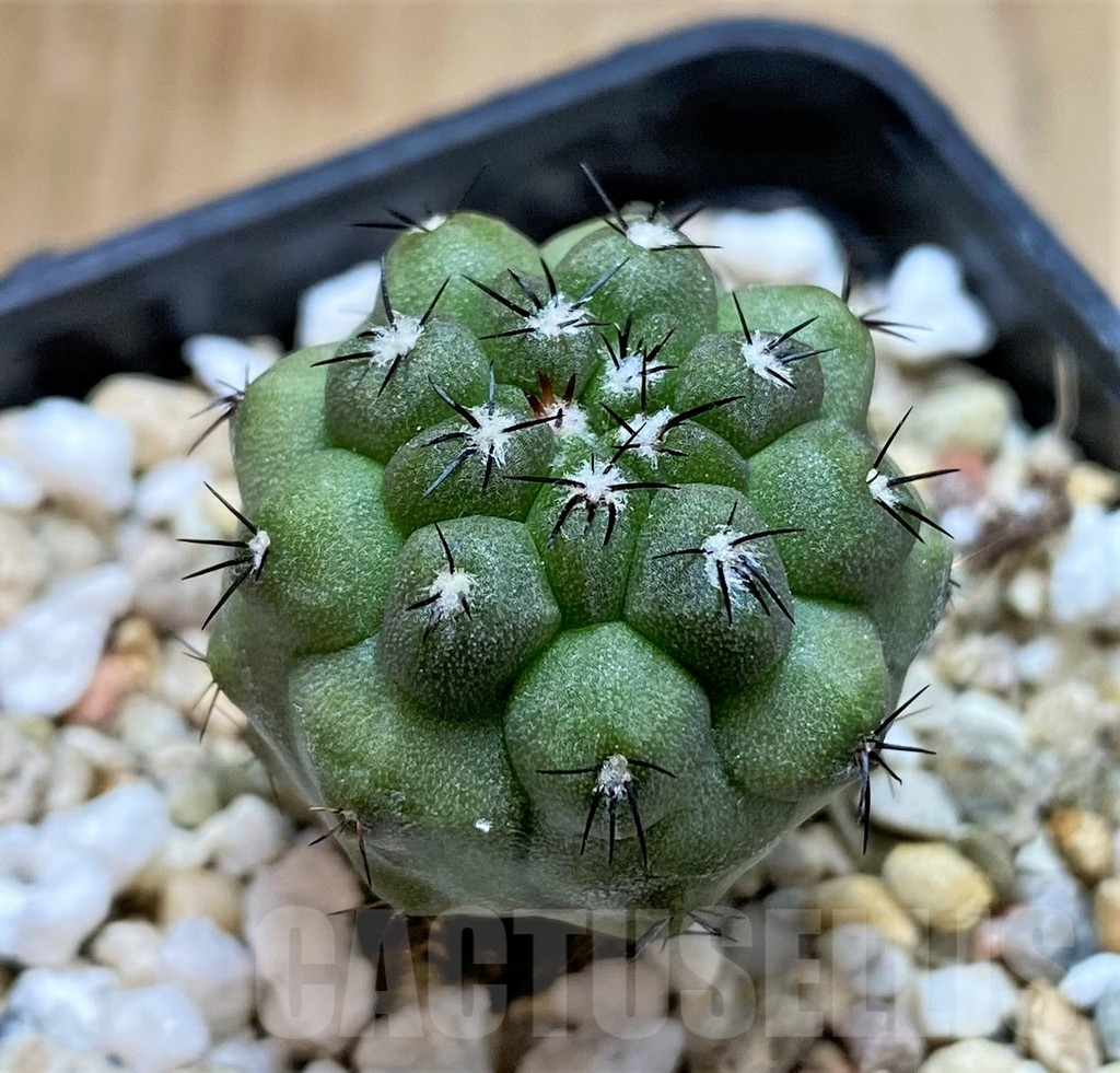 SH8406 Copiapoa montana FR622