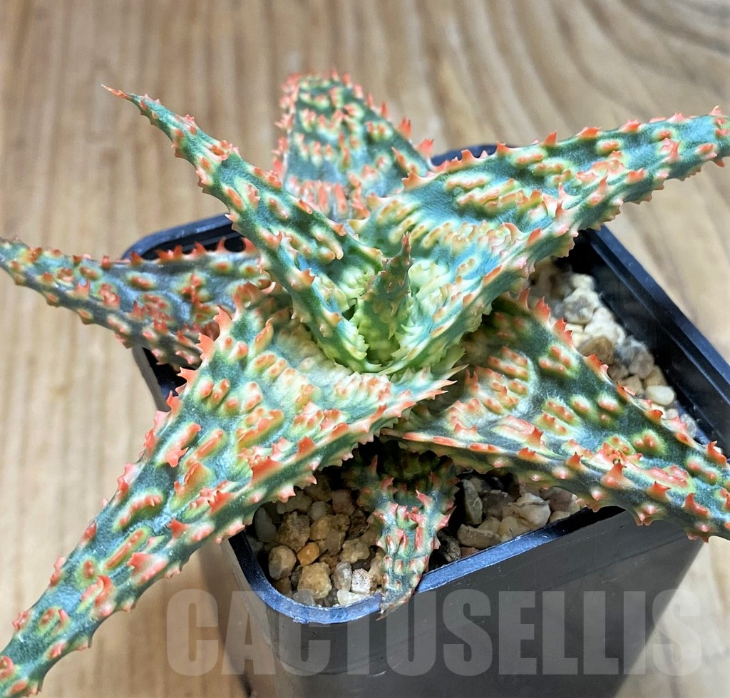 SH8422 Aloe TCT hybrid