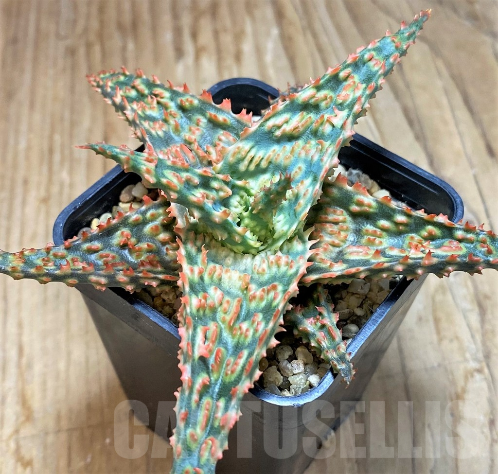 SH8422 Aloe TCT hybrid - immagine 2