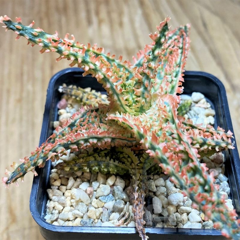 SH8423 Aloe TCT hybrid