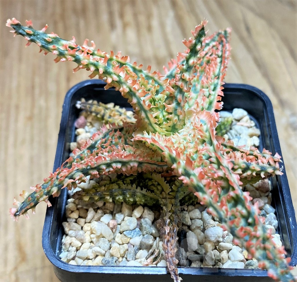 SH8423 Aloe TCT hybrid
