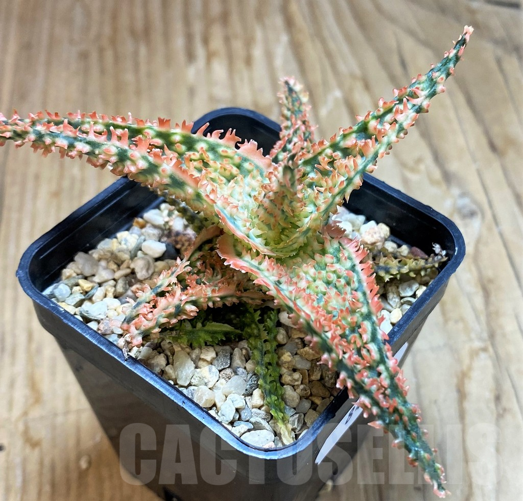 SH8423 Aloe TCT hybrid - immagine 2