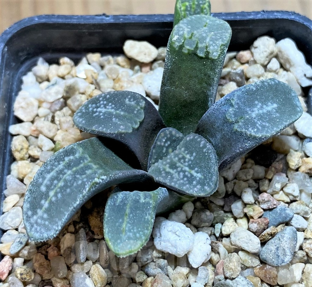 SH8424 Haworthia groenewaldii - immagine 2