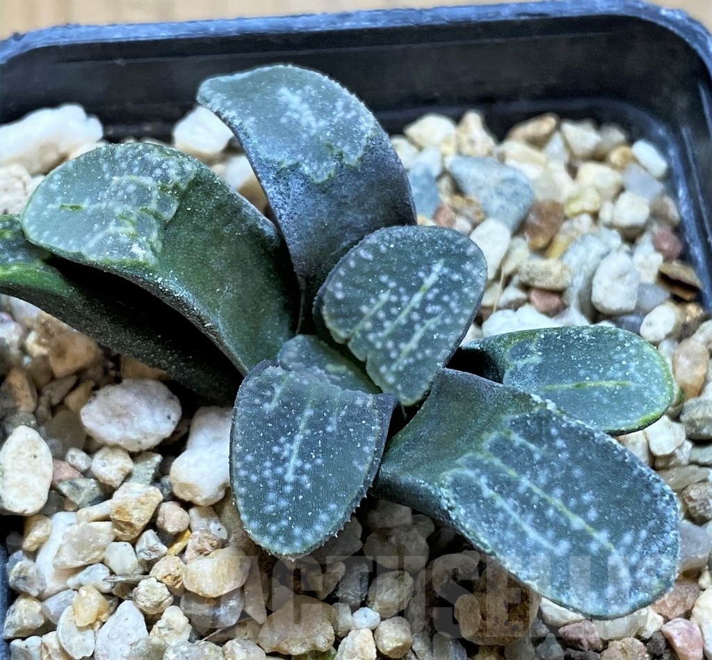 SH8424 Haworthia groenewaldii