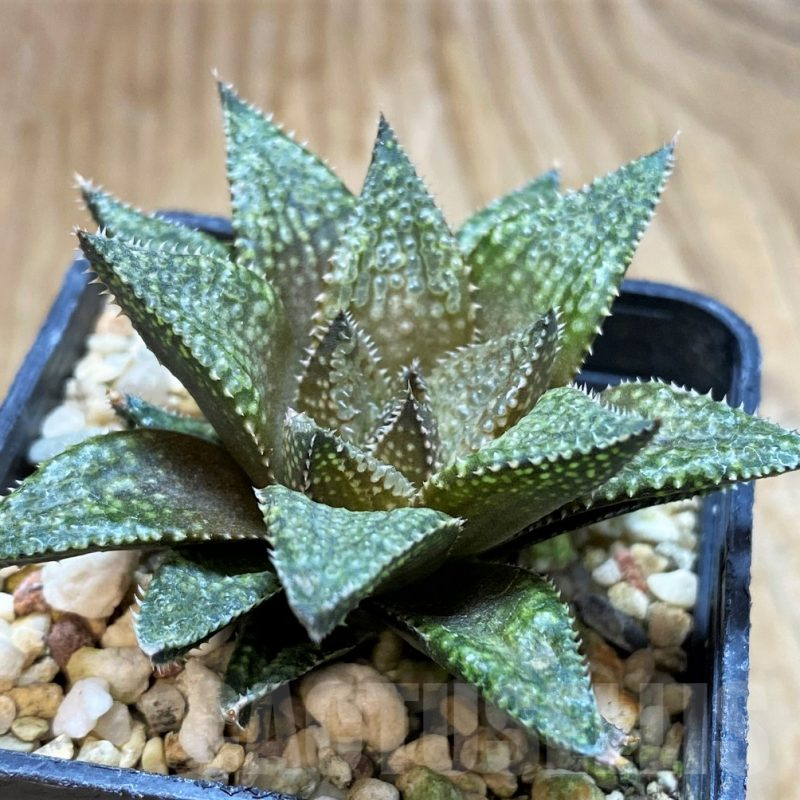 SH8425 Haworthia hybrid