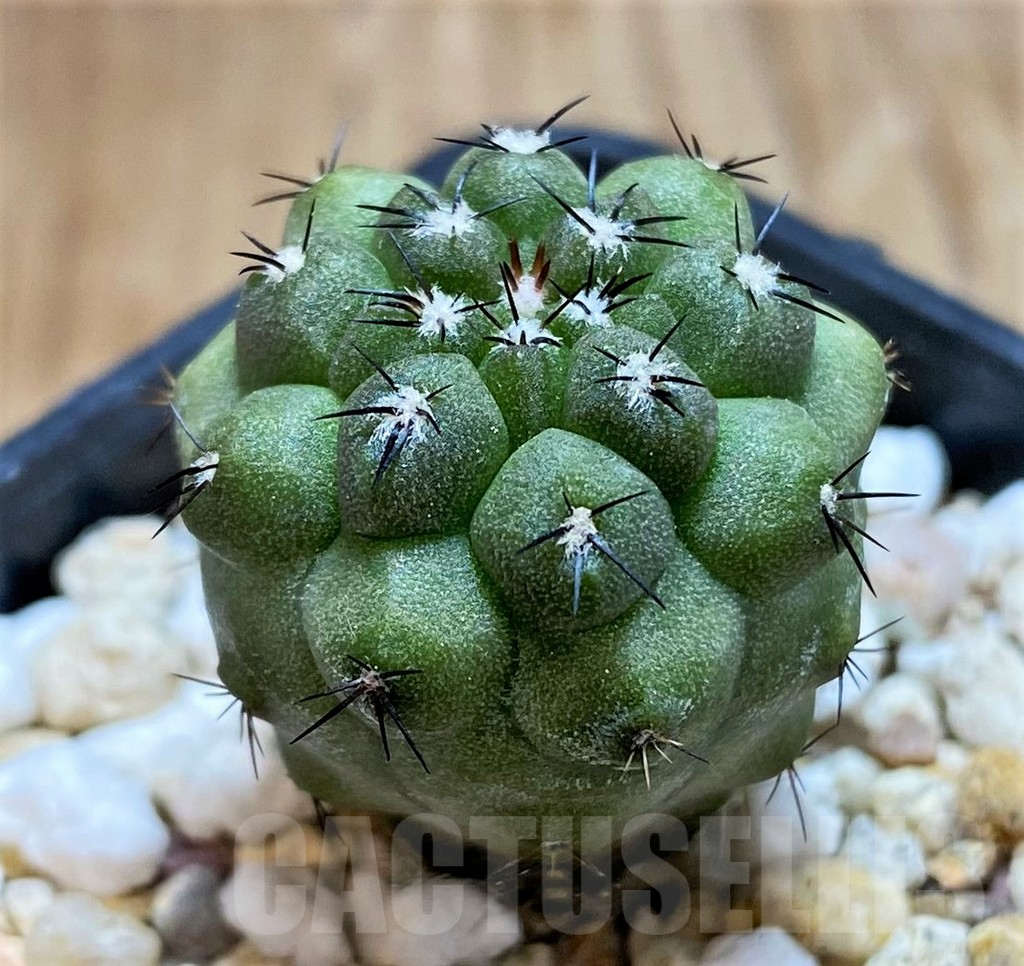 SH8406 Copiapoa montana FR622 - immagine 2