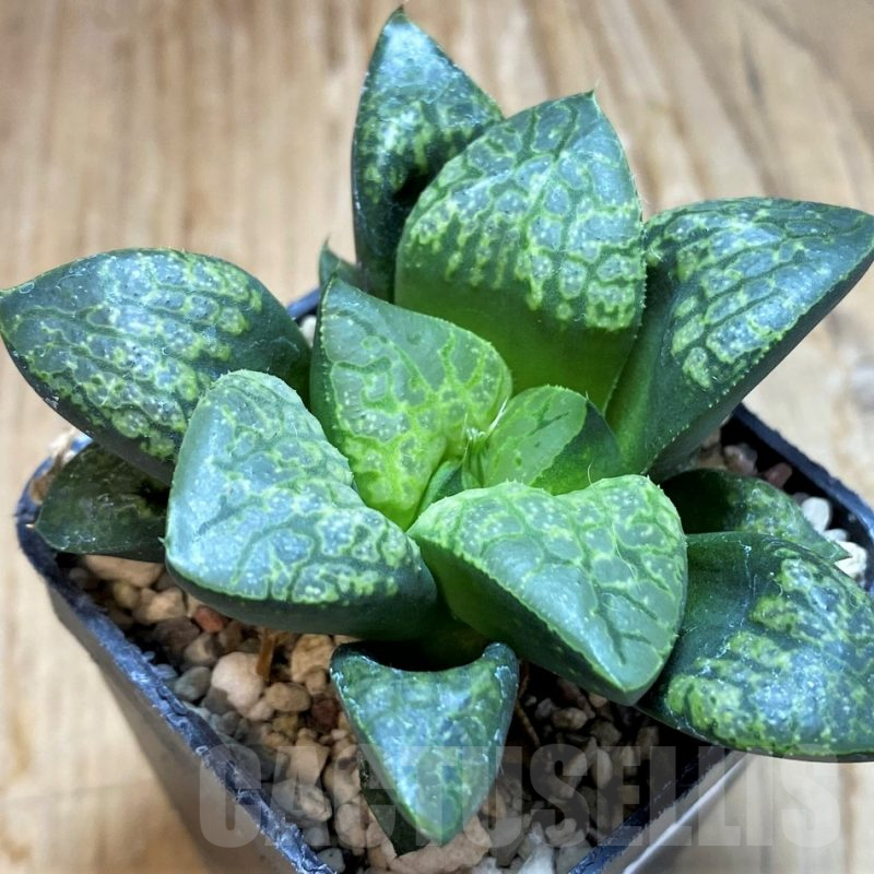 SH8426 Haworthia 'Kamen Butokai'