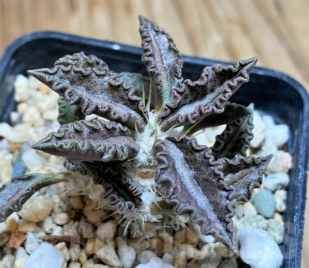 SH8429 Euphorbia tulearensis