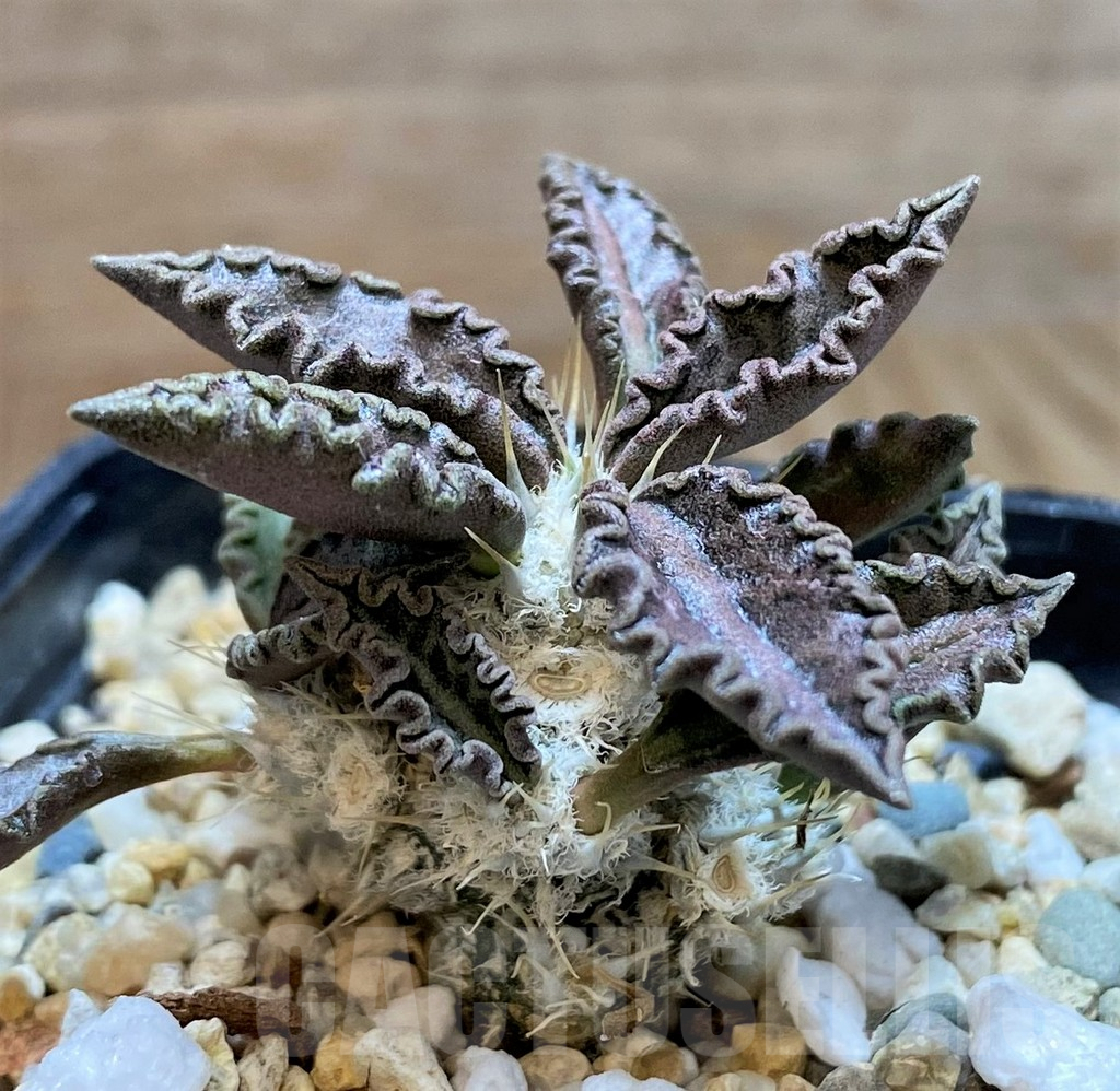 SH8429 Euphorbia tulearensis - immagine 2