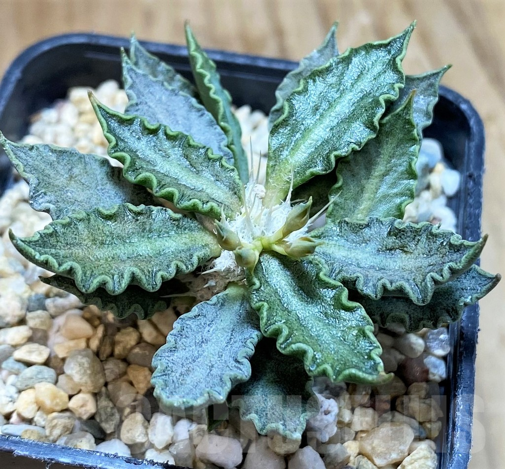 SH8430 Euphorbia tulearensis