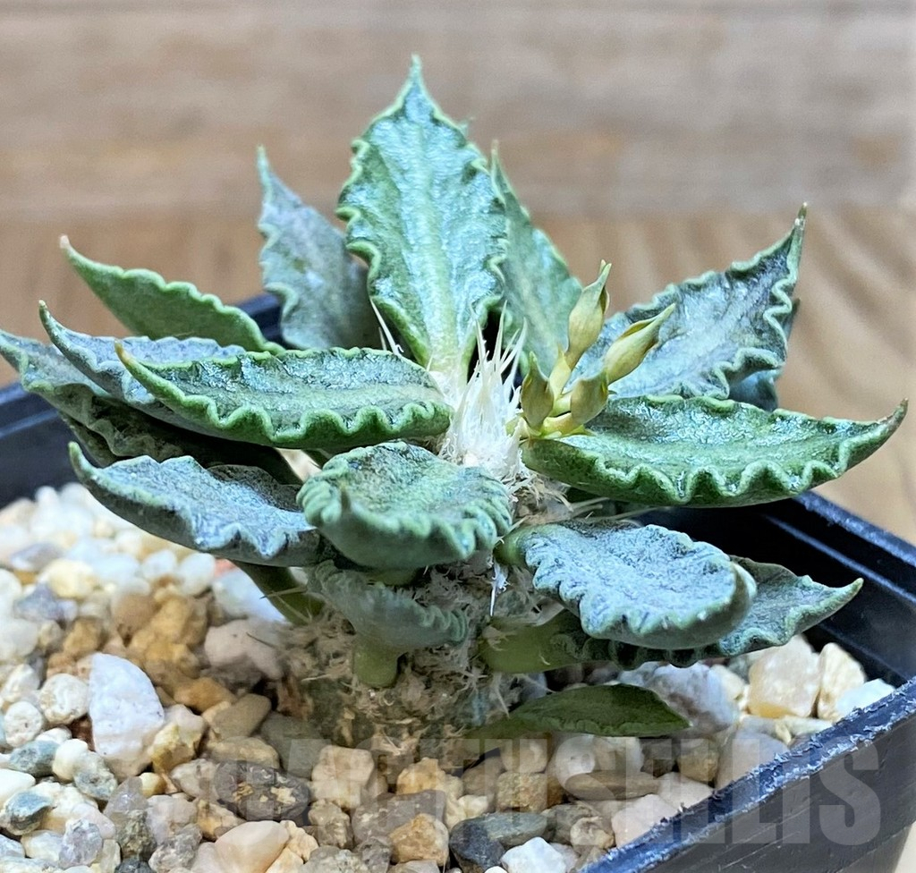 SH8430 Euphorbia tulearensis - Obrázek 2