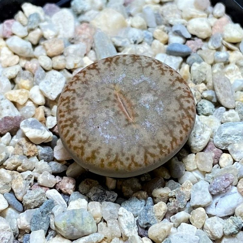 SH8432 Lithops pseudotruncatella ssp. pseudotruncatella v. pseudotruncatella