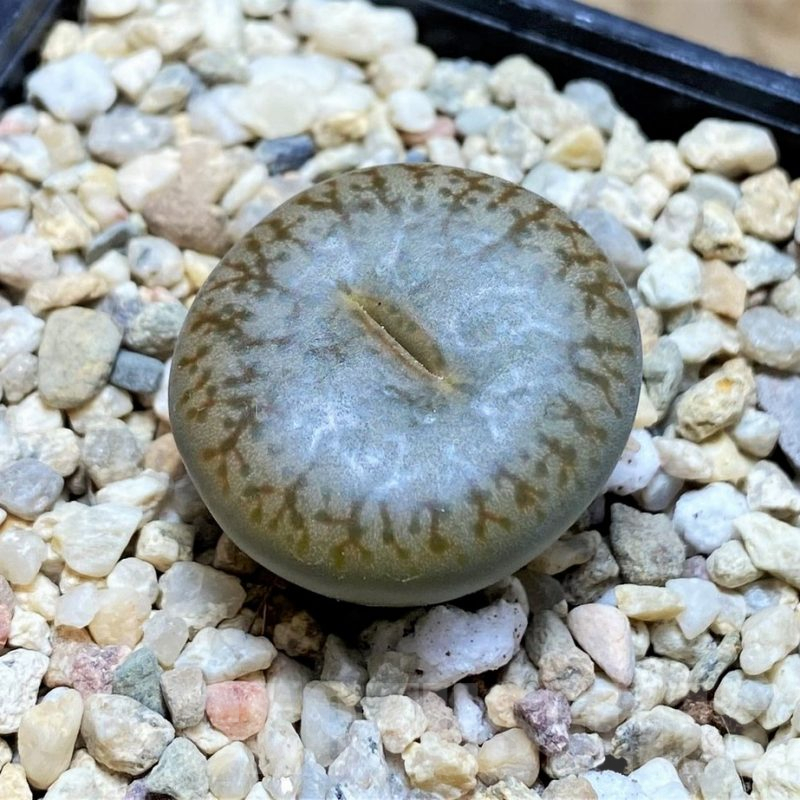 SH8433 Lithops pseudotruncatella ssp. pseudotruncatella v. pseudotruncatella