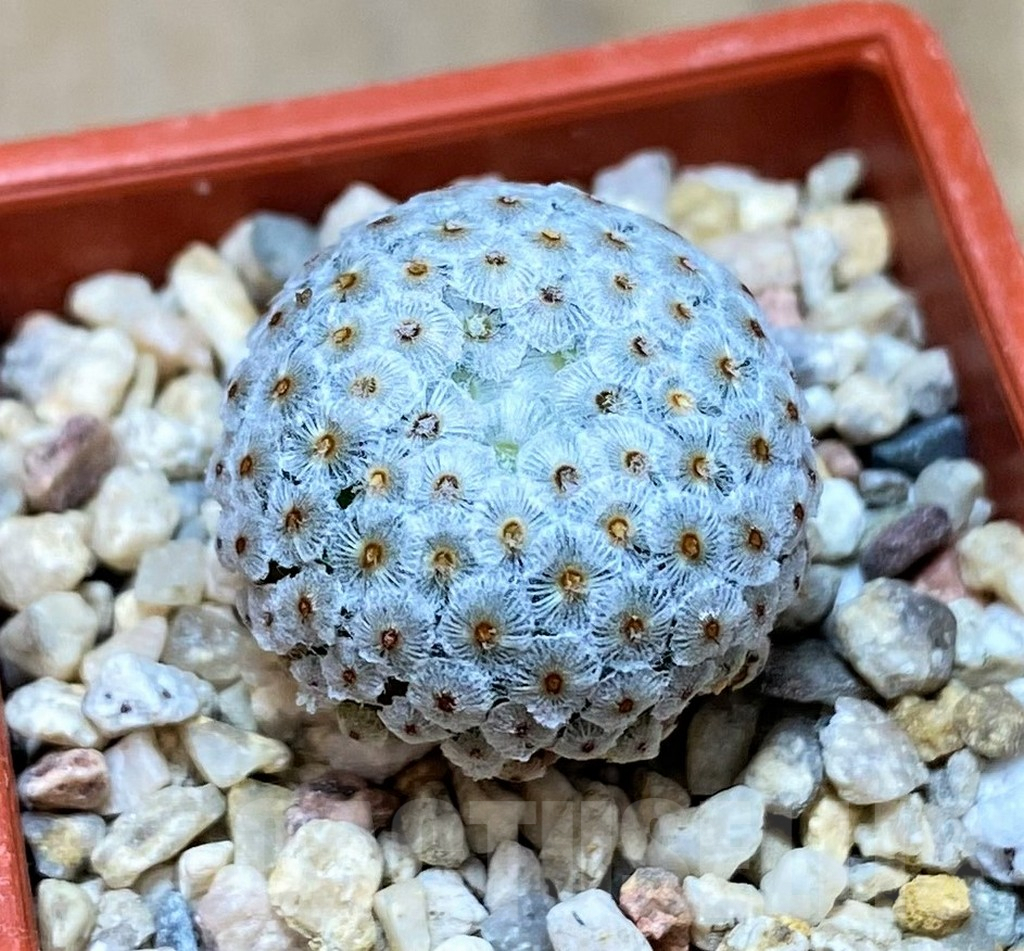 SH7239 Mammillaria breviplumosa GCG12500, own roots