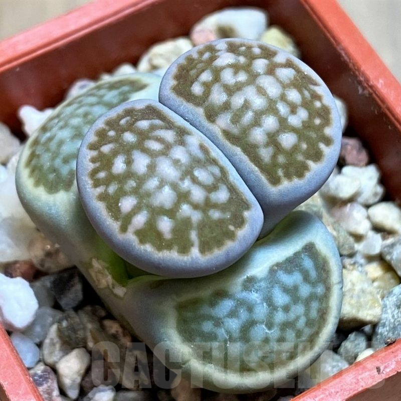SH7276 Lithops halii