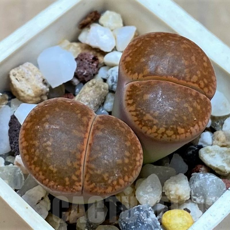 SH7287 Lithops aucampiae C255