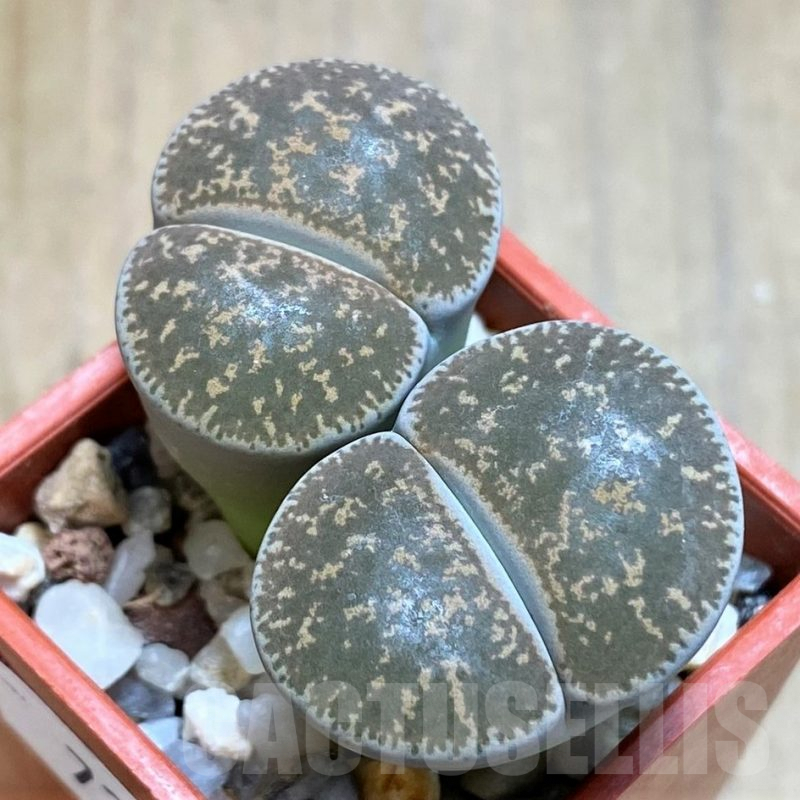 SH7289 Lithops lesliei, grey form C009
