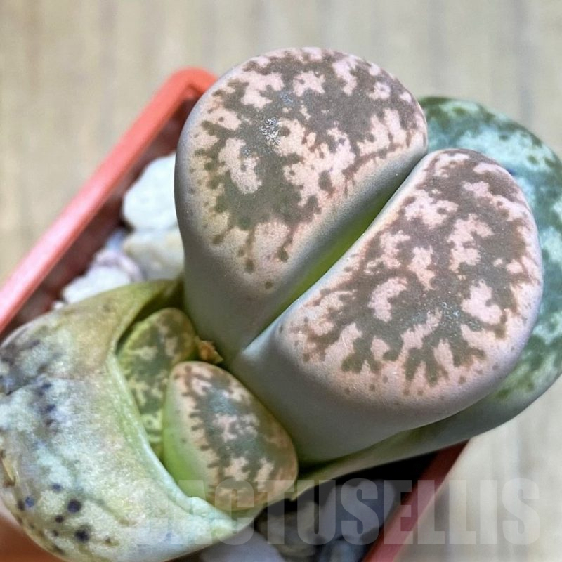 SH7291 Lithops gesinae