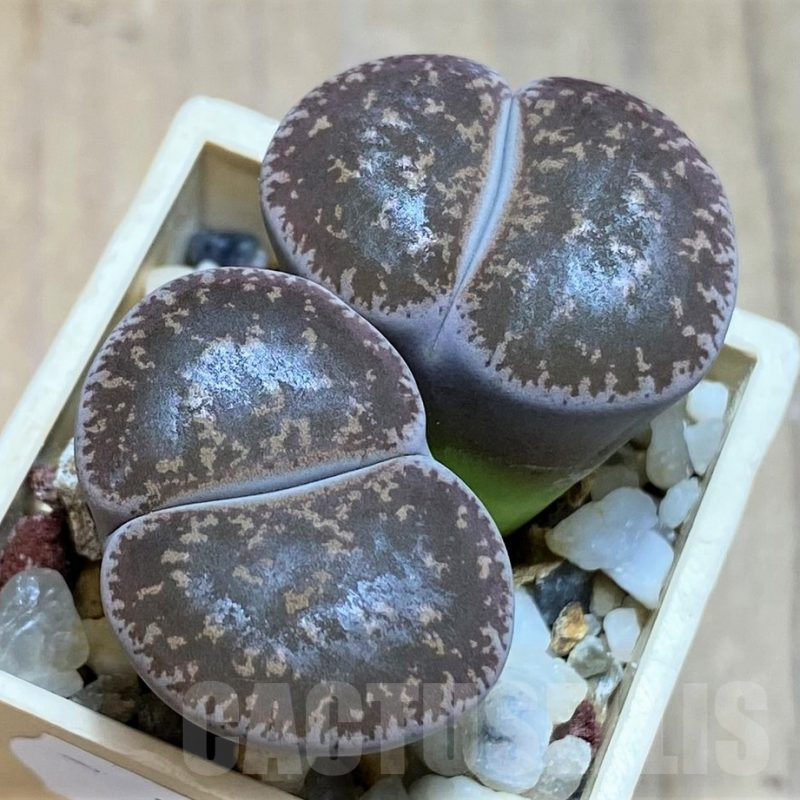 SH7294 Lithops lesliei, grey form SH1652