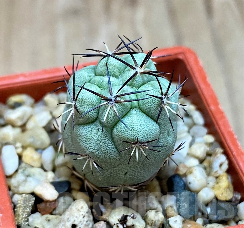 SH7241 Ortegocactus macdougallii - Image 2