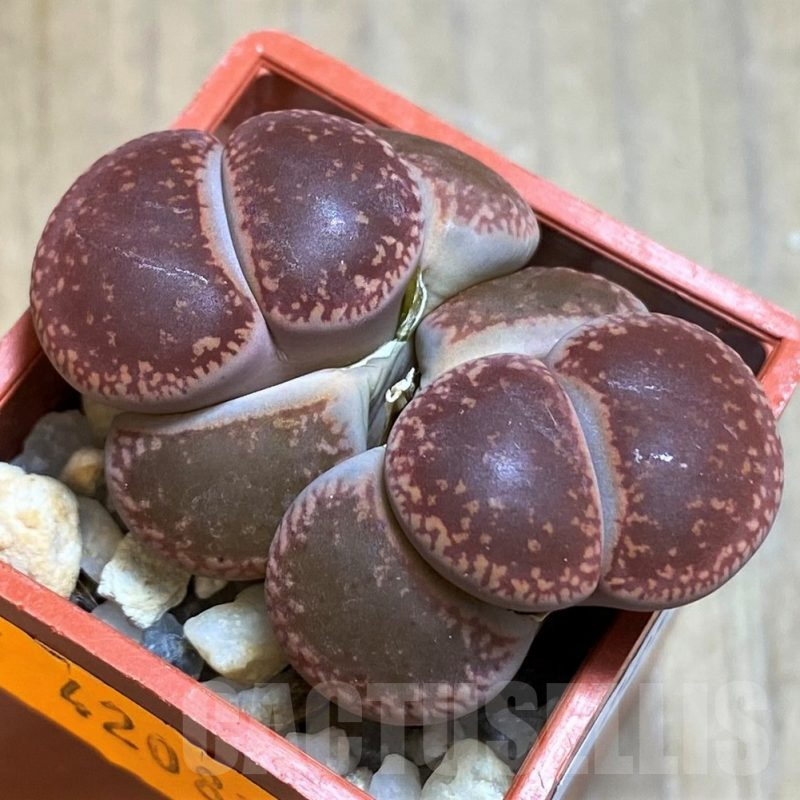 SH7298 Lithops aucampiae 'Rubrobrunneus'