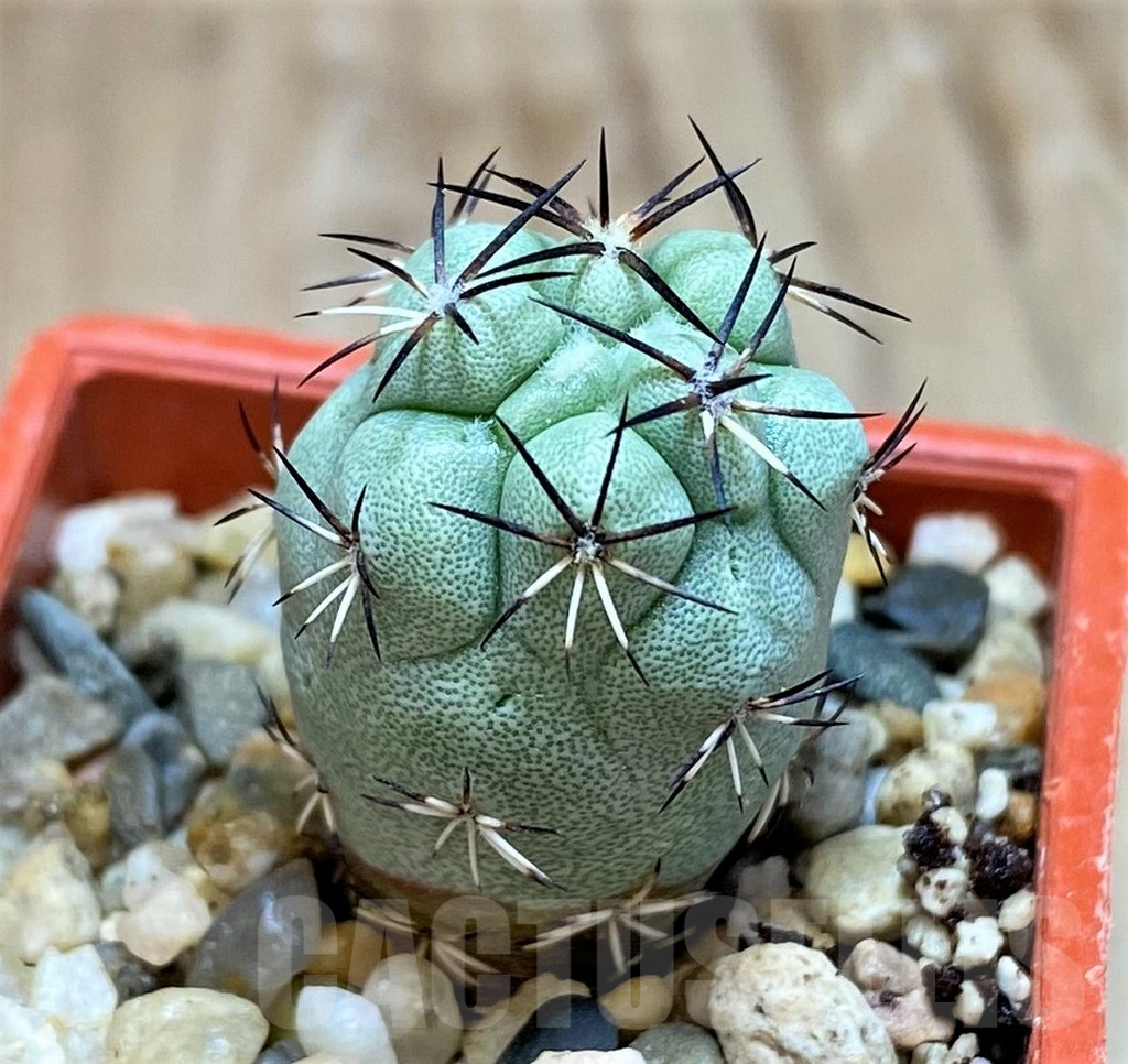 SH7241 Ortegocactus macdougallii