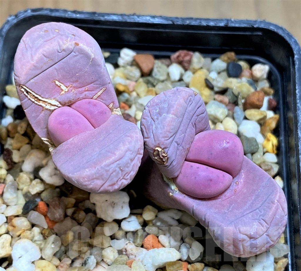 SH7307 Lithops meyeri 'Hammeruby'