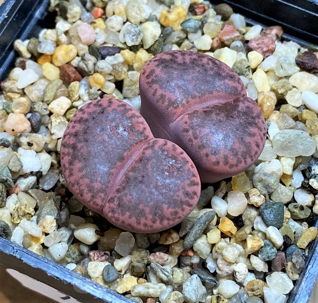 SH7308 Lithops glaudinae 'Embers'