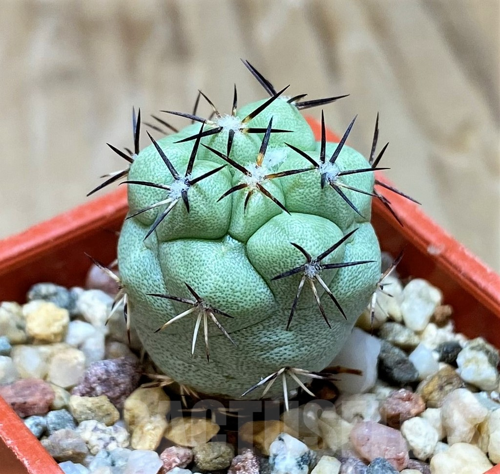 SH7242 Ortegocactus macdougallii