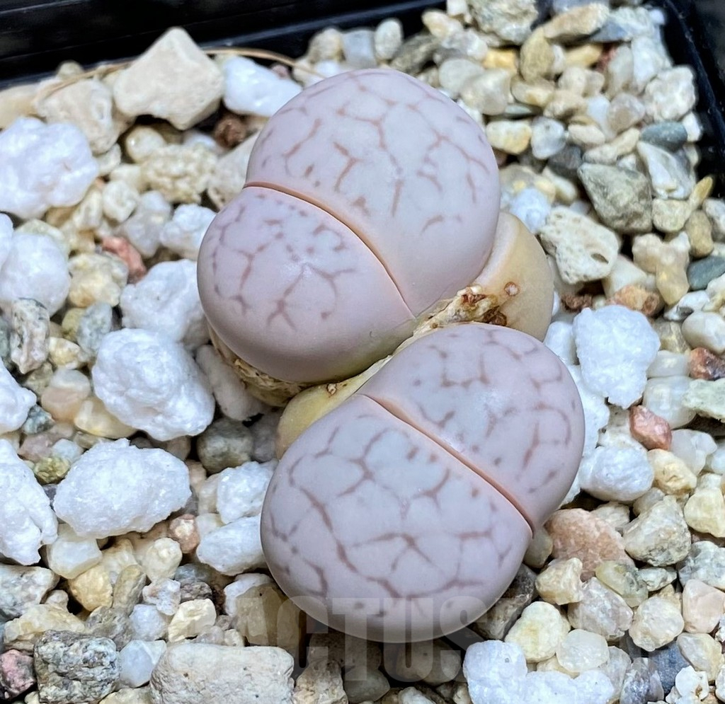 SH7310 Dinteranthus vanzylii