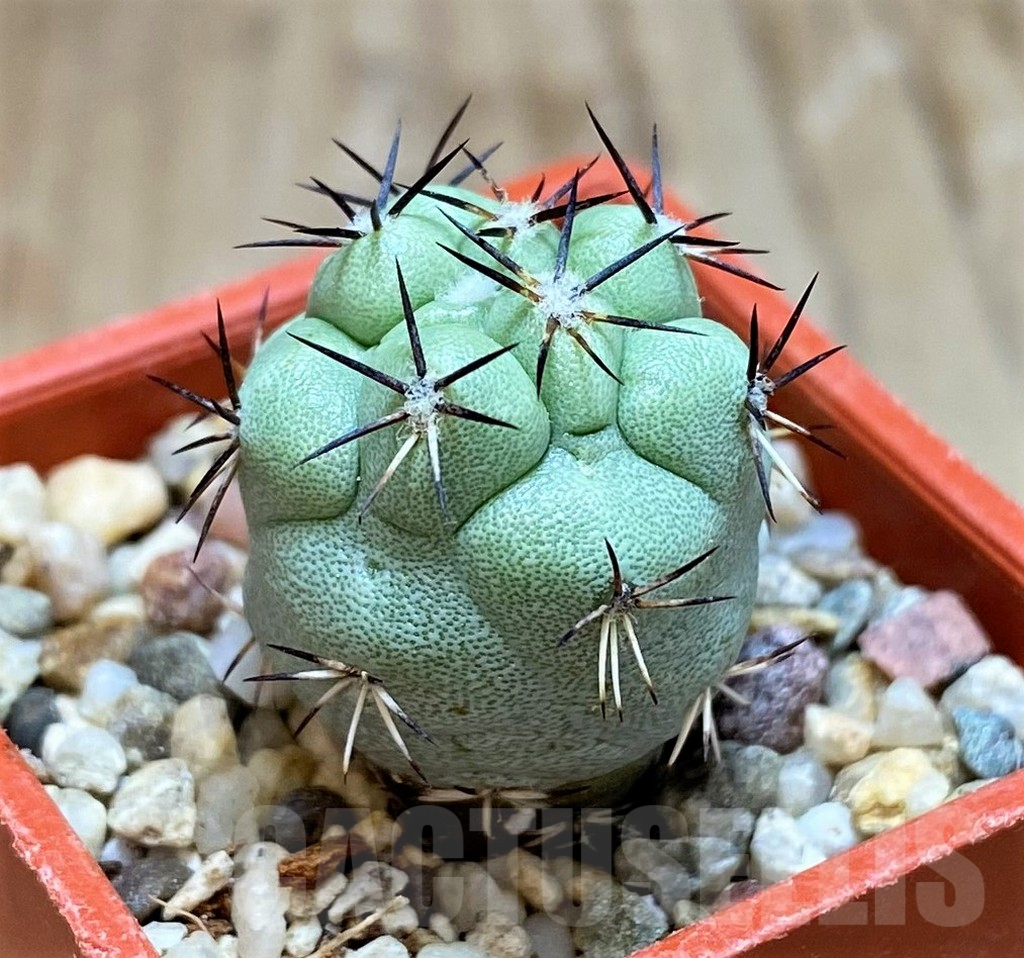 SH7242 Ortegocactus macdougallii - Image 2