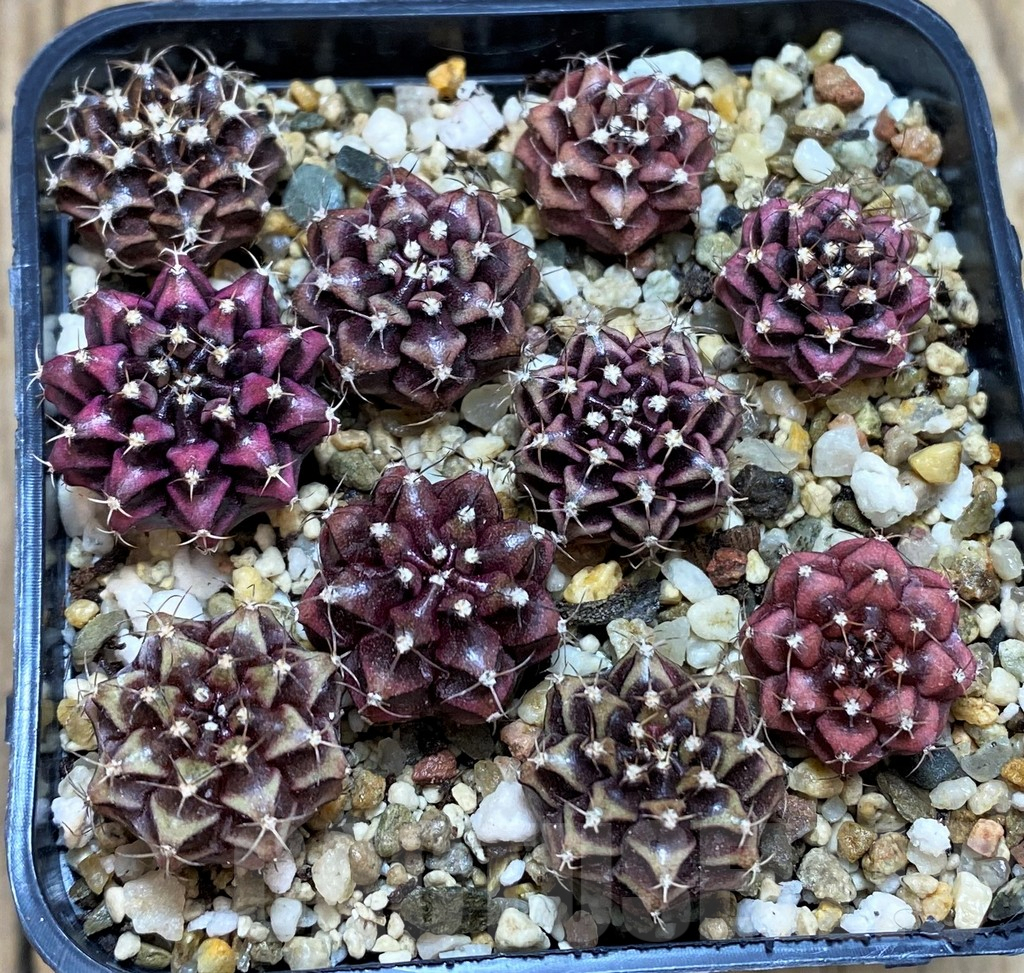 SH7237 Gymnocalycium mihanovichii 'Purple' mix, seedling, 10 plants - Image 2