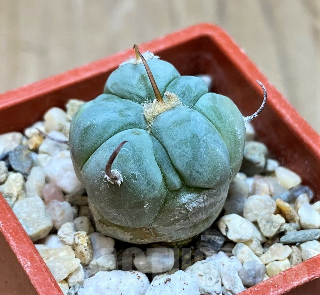 SH7243 Echinocactus horizonthalonius - 画像 (2)