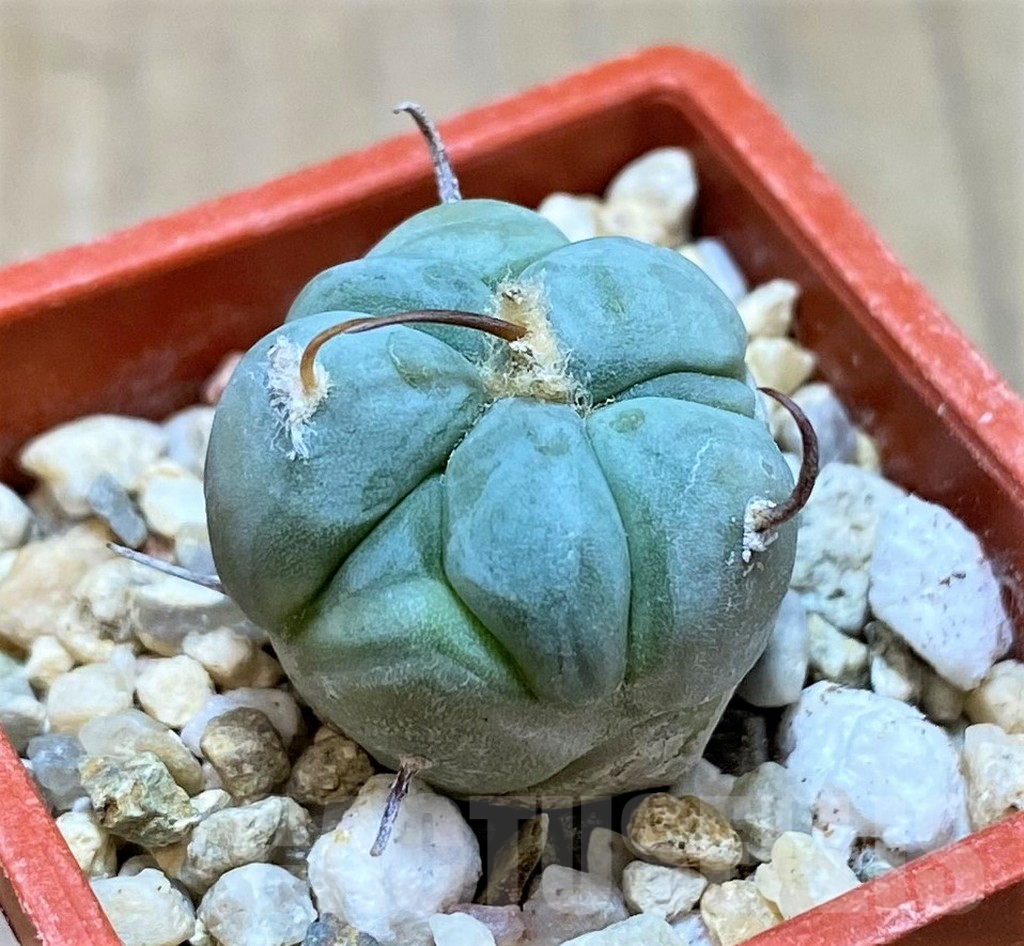 SH7243 Echinocactus horizonthalonius