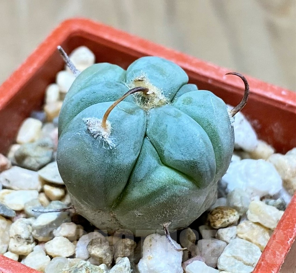 SH7243 Echinocactus horizonthalonius - 画像 (3)