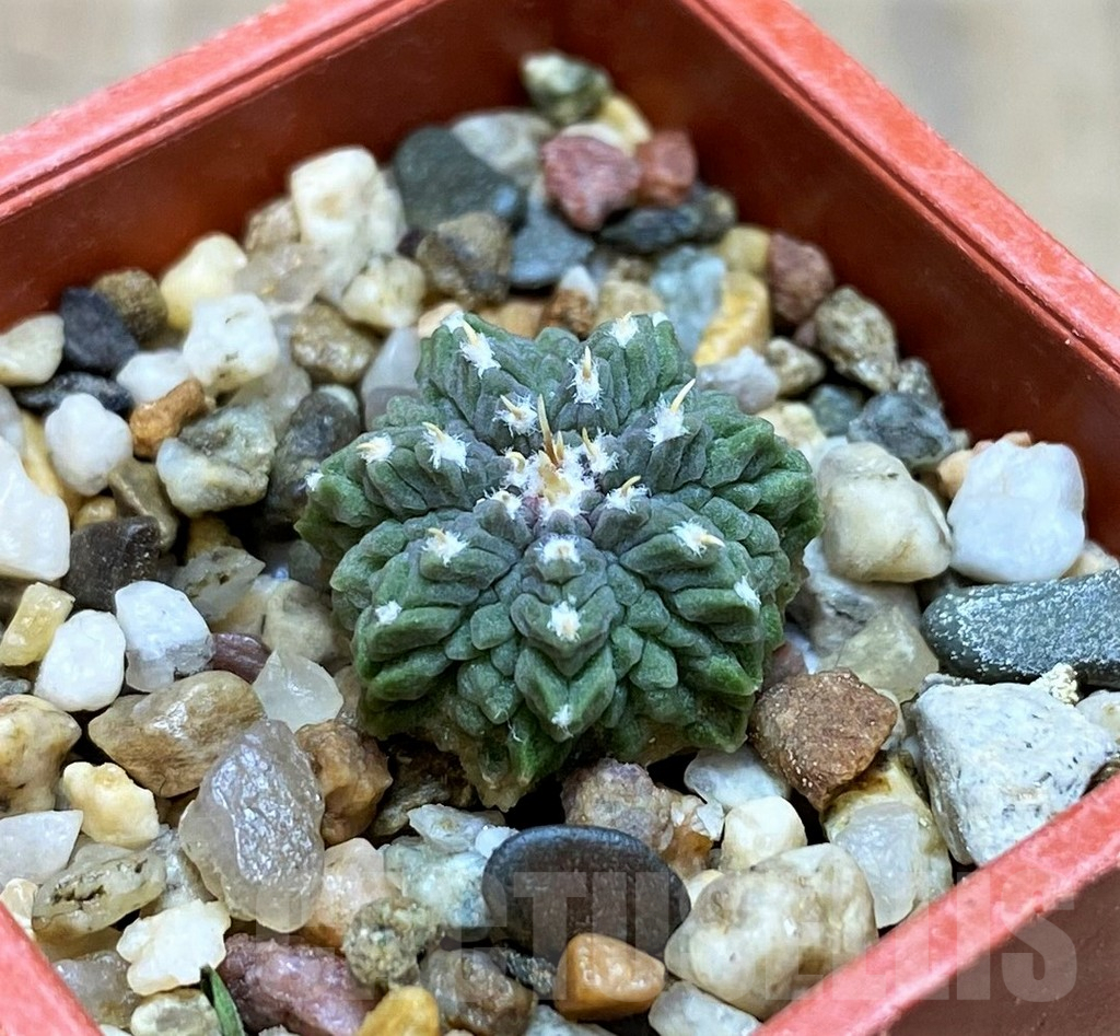 SH7245 Aztekium ritteri VM410